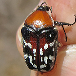 Clinteroides permutans